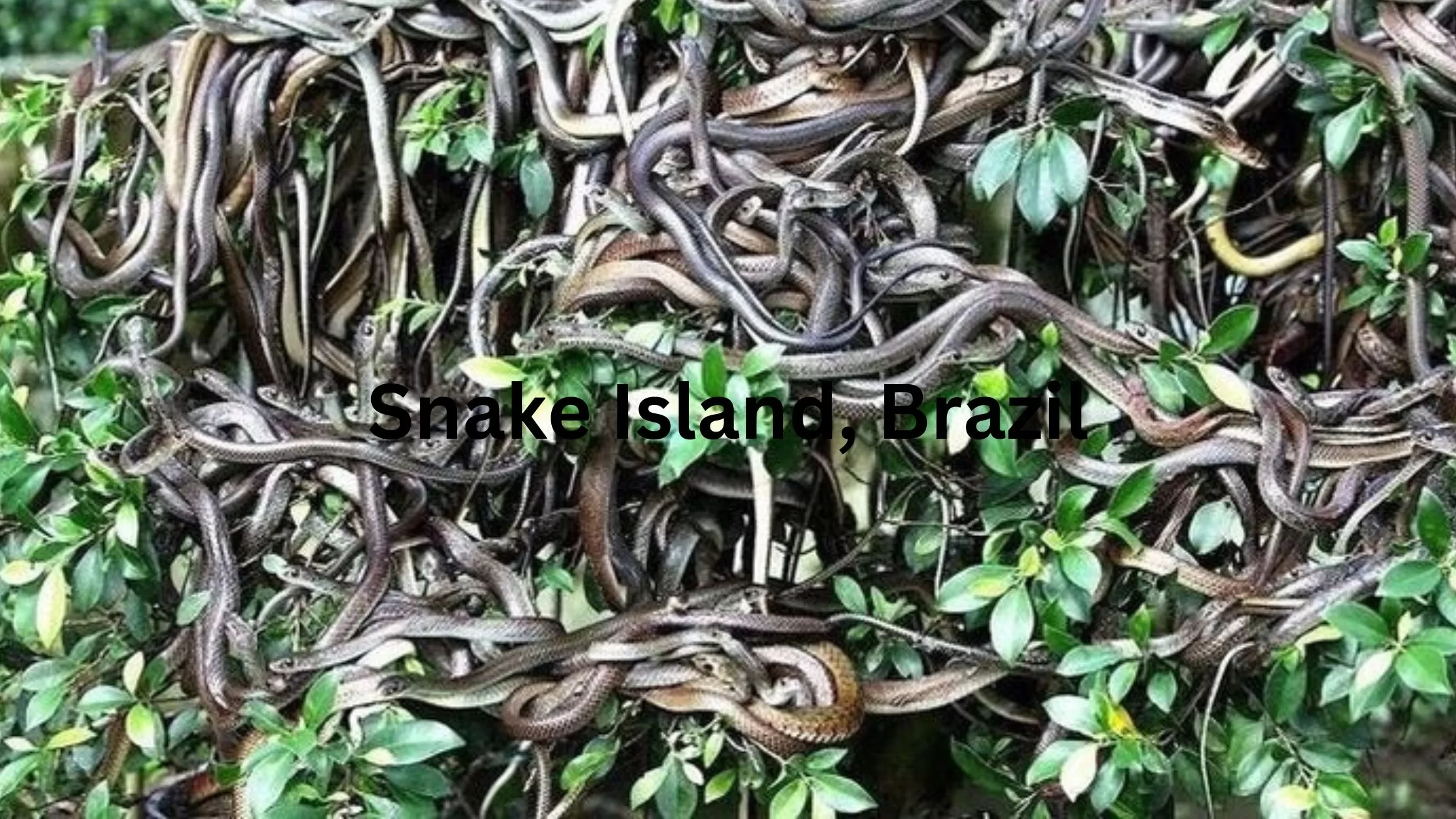 Snake Island, Brazil
